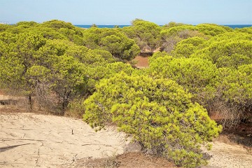 Guardamar del Segura - Van Dam Estates