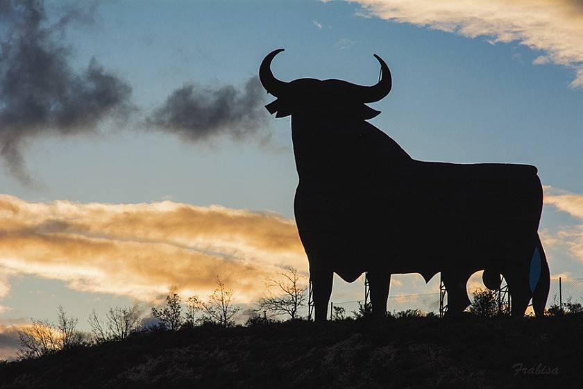 The colossal bull that came, saw, and conquered - Van Dam Estates