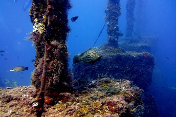 Diving on the costas for beginners and advanced - Van Dam Estates