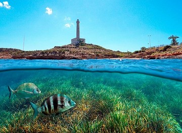 Diving on the costas for beginners and advanced - Van Dam Estates