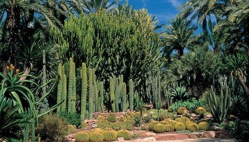 Elche's tuin geïnspireerd door de imperial palm - Van Dam Estates