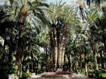 Elche's garden inspired by the imperial palm - Van Dam Estates