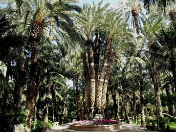 El jardín de Elche inspirado en la palmera imperial - Van Dam Estates