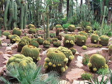 Elche's tuin geïnspireerd door de imperial palm - Van Dam Estates