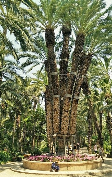 Elche's tuin geïnspireerd door de imperial palm - Van Dam Estates