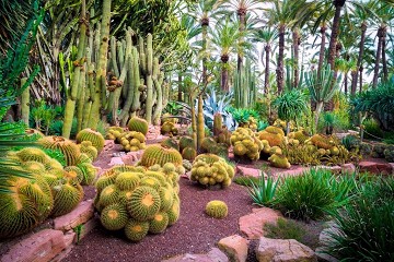 Elche's tuin geïnspireerd door de imperial palm - Van Dam Estates