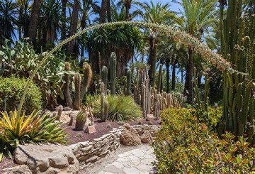 El jardín de Elche inspirado en la palmera imperial - Van Dam Estates