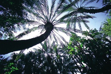 Elche's tuin geïnspireerd door de imperial palm - Van Dam Estates