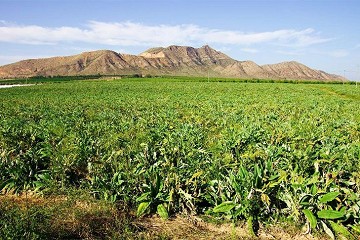 Los neandertales de Torre-Pacheco - Van Dam Estates