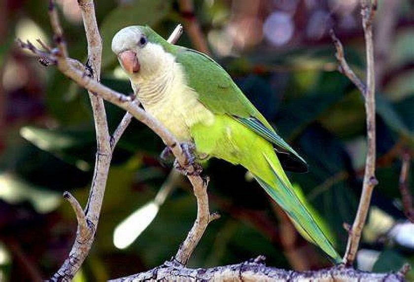 The advance of the noise parrot - Van Dam Estates