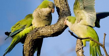 De opmars van de lawaai papegaai - Van Dam Estates