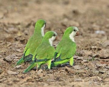 De opmars van de lawaai papegaai - Van Dam Estates