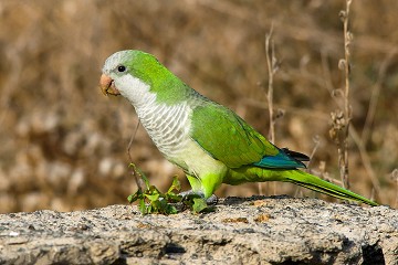 El avance del loro ruidoso - Van Dam Estates