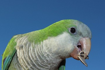 De opmars van de lawaai papegaai - Van Dam Estates