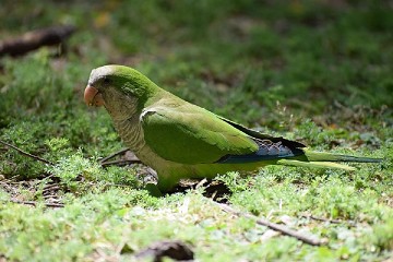 The advance of the noise parrot - Van Dam Estates