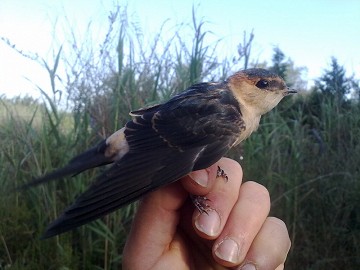 Aspe en busca de timadores de pájaros - Van Dam Estates