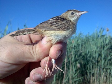 Aspe op zoek naar vogelringers - Van Dam Estates