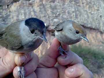 Aspe looking for bird ringers - Van Dam Estates