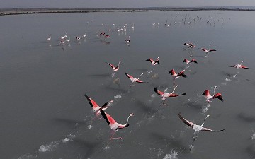 Die Salzseen von Torrevieja, die es wert sind, geschätzt zu werden - Van Dam Estates