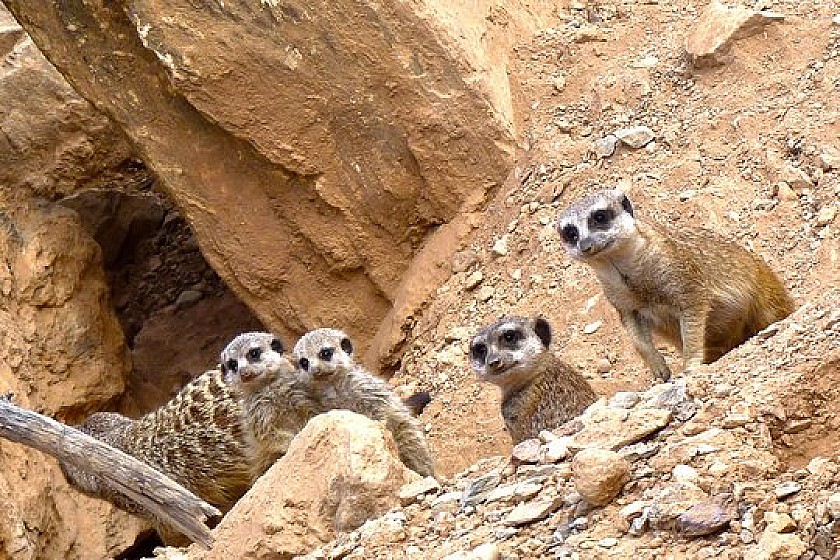 Interact with animals in Terra Natura in Murcia - Van Dam Estates