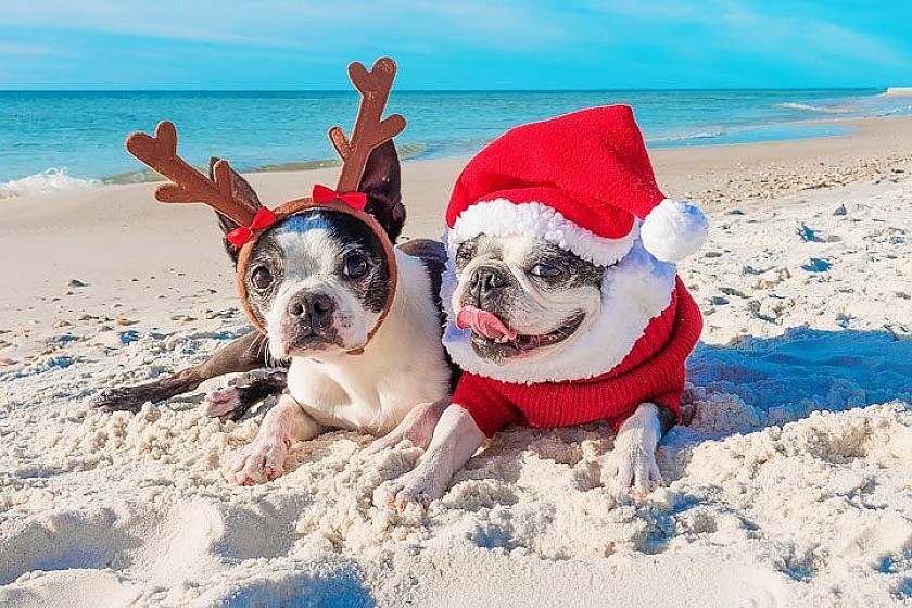 Christmas on the beach of La Zenia - Van Dam Estates