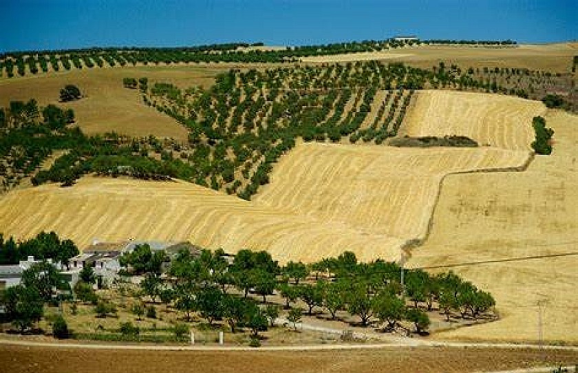 Flexible culinary Murcia - Van Dam Estates