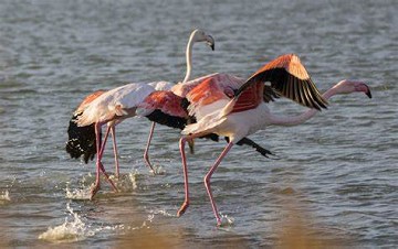 Salz und Natur im Gleichgewicht in Santa Pola - Van Dam Estates
