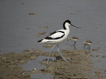 Salz und Natur im Gleichgewicht in Santa Pola - Van Dam Estates