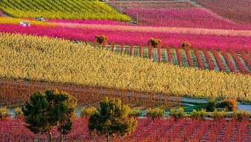 Mother Murcia's magical moments (2) - Van Dam Estates