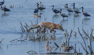 El Hondo's rijke natuur in watergebied - Van Dam Estates
