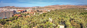 El Palmeral: A sea of palm trees in Elche - Van Dam Estates