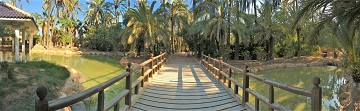 El Palmeral: Een zee van palmbomen in Elche - Van Dam Estates