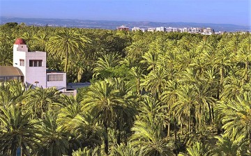 El Palmeral: Ein Palmenmeer in Elche - Van Dam Estates