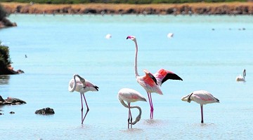 Un recorrido por las Salinas en San Pedro - Van Dam Estates