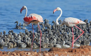 Un recorrido por las Salinas en San Pedro - Van Dam Estates