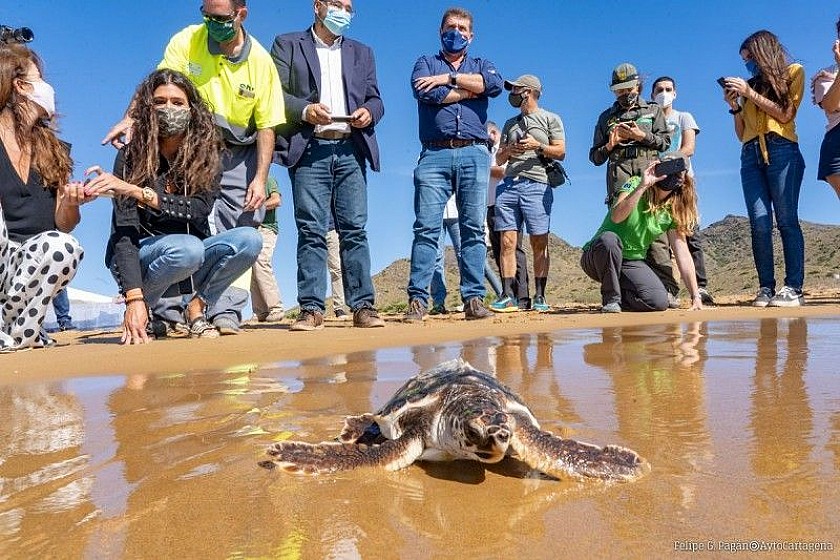 Murcia bajo el hechizo de las crías de tortugas marinas - Van Dam Estates