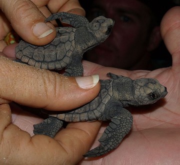 Murcia under the spell of baby sea turtles - Van Dam Estates