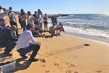 Murcia under the spell of baby sea turtles - Van Dam Estates