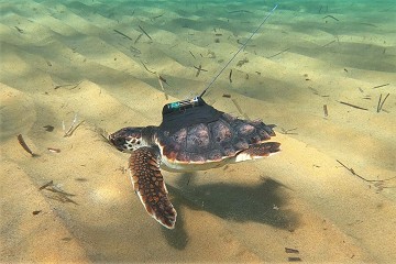 Murcia under the spell of baby sea turtles - Van Dam Estates