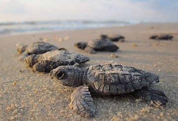 Murcia under the spell of baby sea turtles - Van Dam Estates