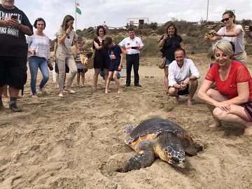 Murcia bajo el hechizo de las crías de tortugas marinas - Van Dam Estates