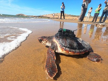 Murcia under the spell of baby sea turtles - Van Dam Estates