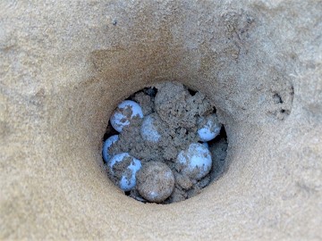 Murcia under the spell of baby sea turtles - Van Dam Estates