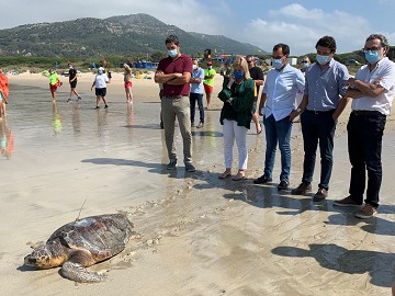 Murcia under the spell of baby sea turtles - Van Dam Estates