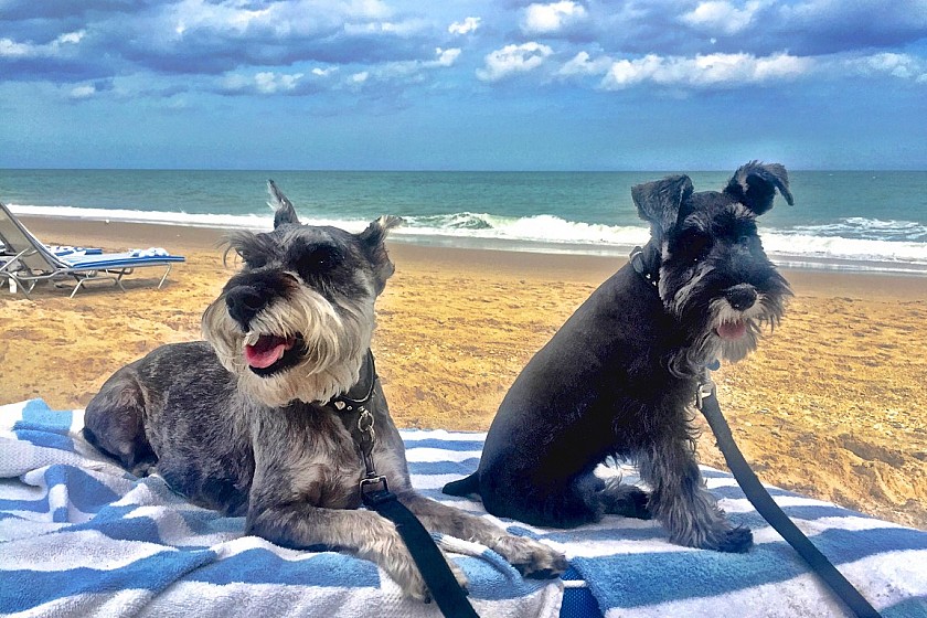 Meer en meer hondenstranden aan de costa's - Van Dam Estates