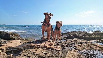 Meer en meer hondenstranden aan de costa's - Van Dam Estates