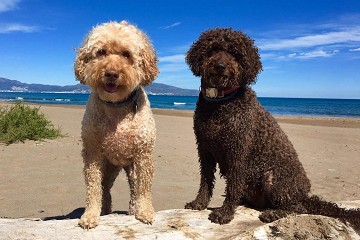 Cada vez hay más playas para perros en las costas - Van Dam Estates