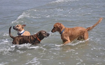 Meer en meer hondenstranden aan de costa's - Van Dam Estates