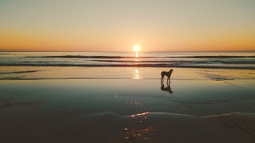 Meer en meer hondenstranden aan de costa's - Van Dam Estates