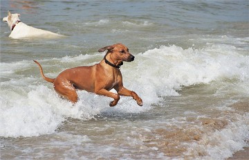 More and more dog beaches on the costas - Van Dam Estates